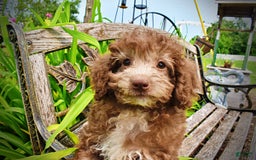 Havapoo dogs for sale: Toto - Image 19