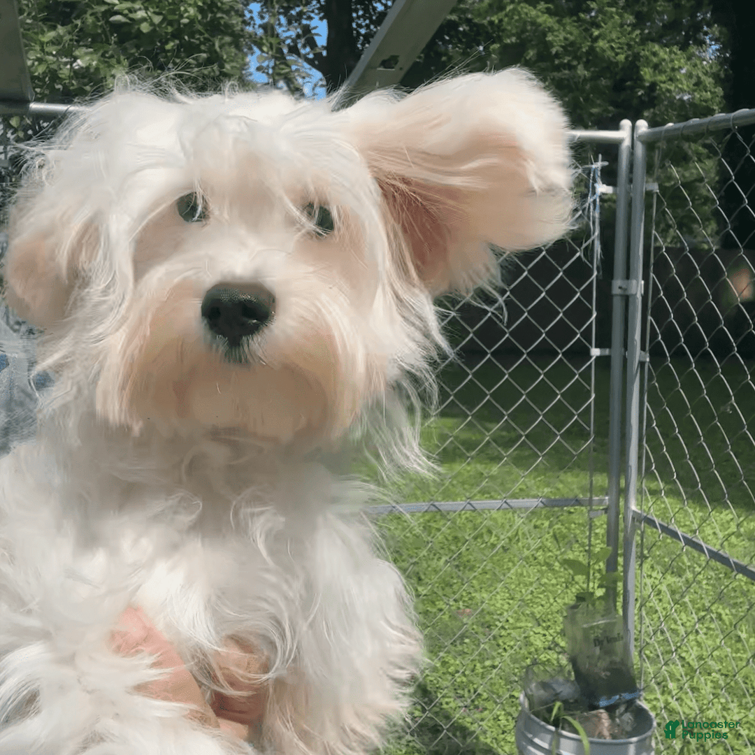 Morkie dogs for sale: Leo - Image 18