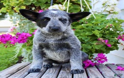 Australian Cattle Dog dogs for sale: Beauty - Image 2