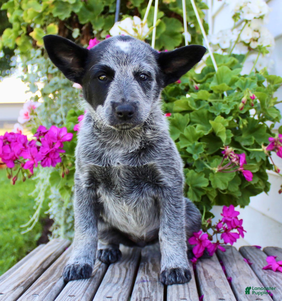 Australian Cattle Dog dogs for sale: Beauty - Image 2