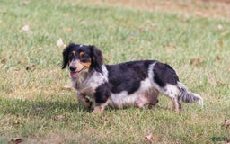 Miniature Dachshund dogs for sale: Shorty - Image 7