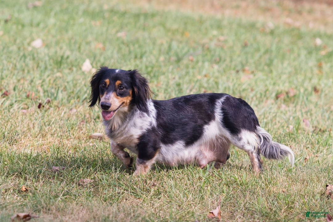 Miniature Dachshund dogs for sale: Shorty - Image 7