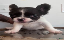 French Bulldog dogs for sale: Little - Image 2