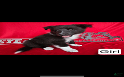 Shetland Sheepdog dogs for sale: Bi-black - Image 1