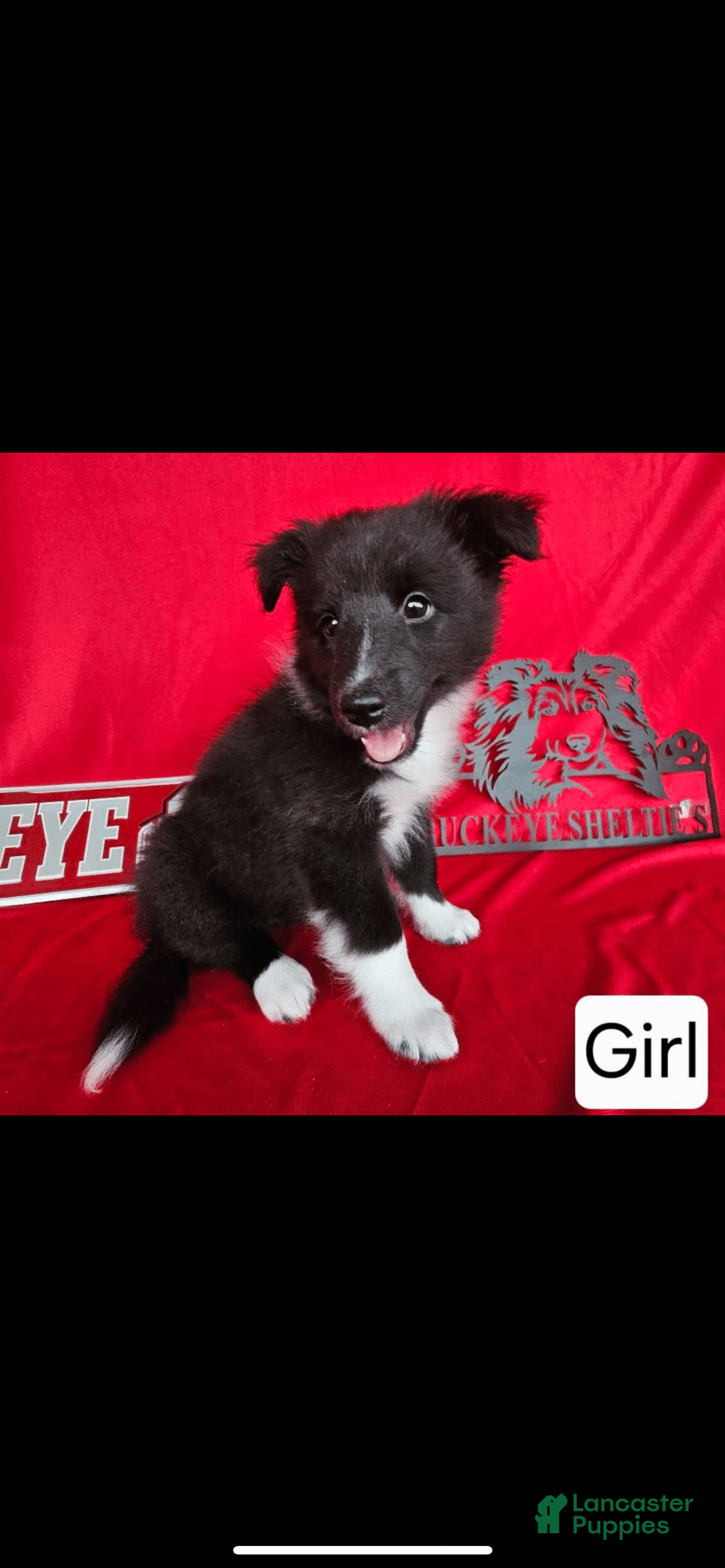 Shetland Sheepdog dogs for sale: Bi-black - Image 1