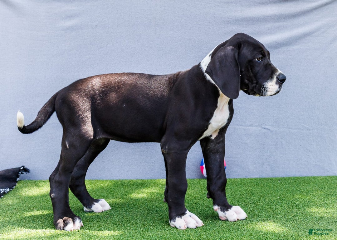 Great Dane dogs for sale: Kathy - Image 3