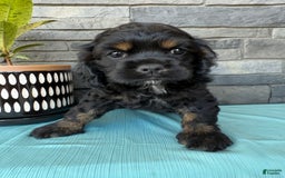 Cocker Spaniel dogs for sale: Tara - Image 10