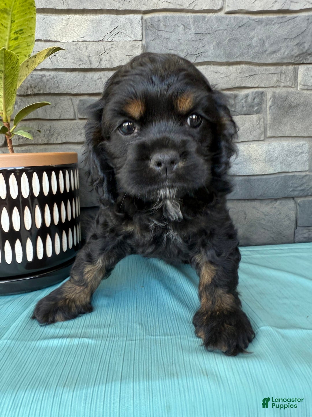 Cocker Spaniel dogs for sale: Tara - Image 10