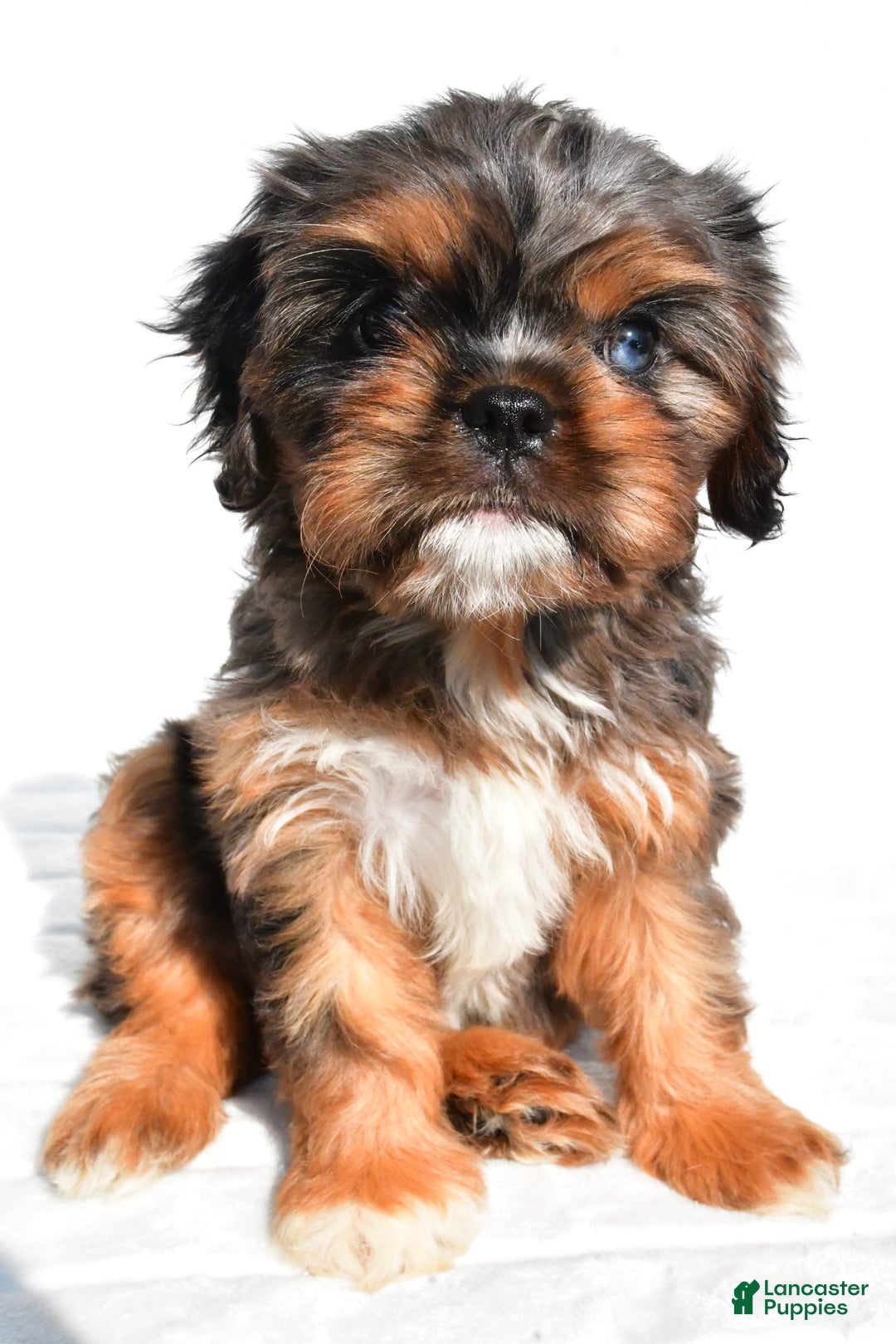 Cavapoo dogs for sale: Daisy - Image 4