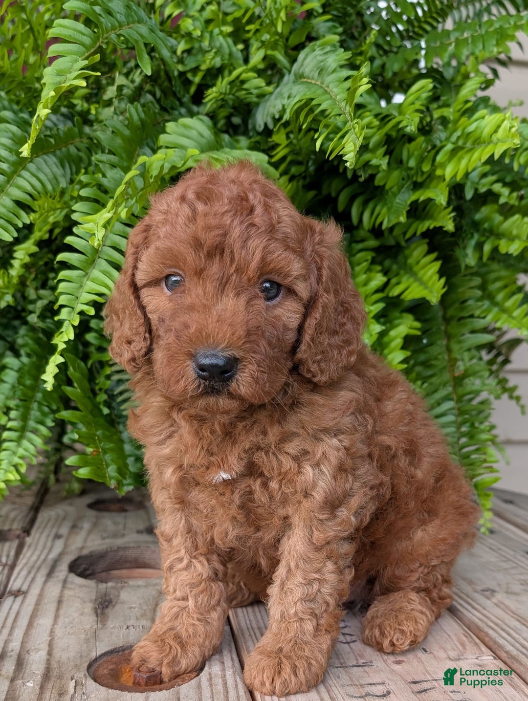 Mini Goldendoodle dogs for sale: Mini -kobe - Image 2