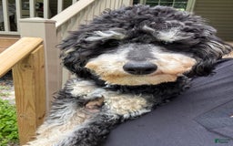 Yorkiepoo dogs for sale: Messie - Image 7