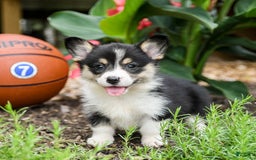 Welsh Corgi Pembroke dogs for sale: Coffee - Image 1