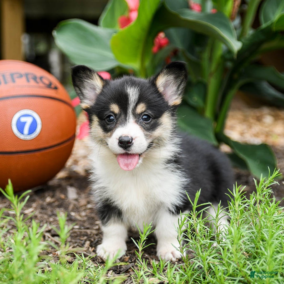 Welsh Corgi Pembroke dogs for sale: Coffee - Image 1