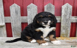 Bernedoodle dogs for sale: Kyla - Image 4
