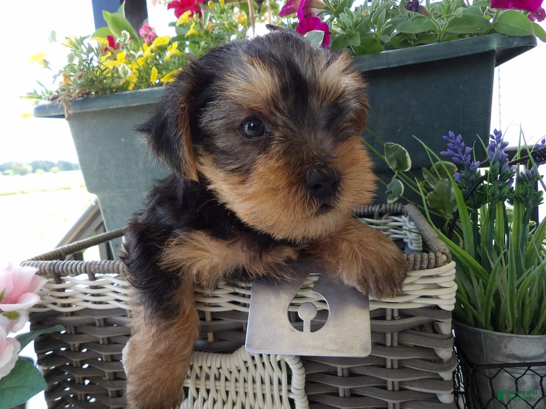 Yorkshire Terrier dogs for sale: Yorkshire Terrier 3 puppies - Image 6
