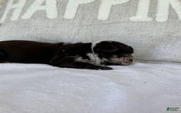 French Bulldog dogs for sale: Hope - Image 3