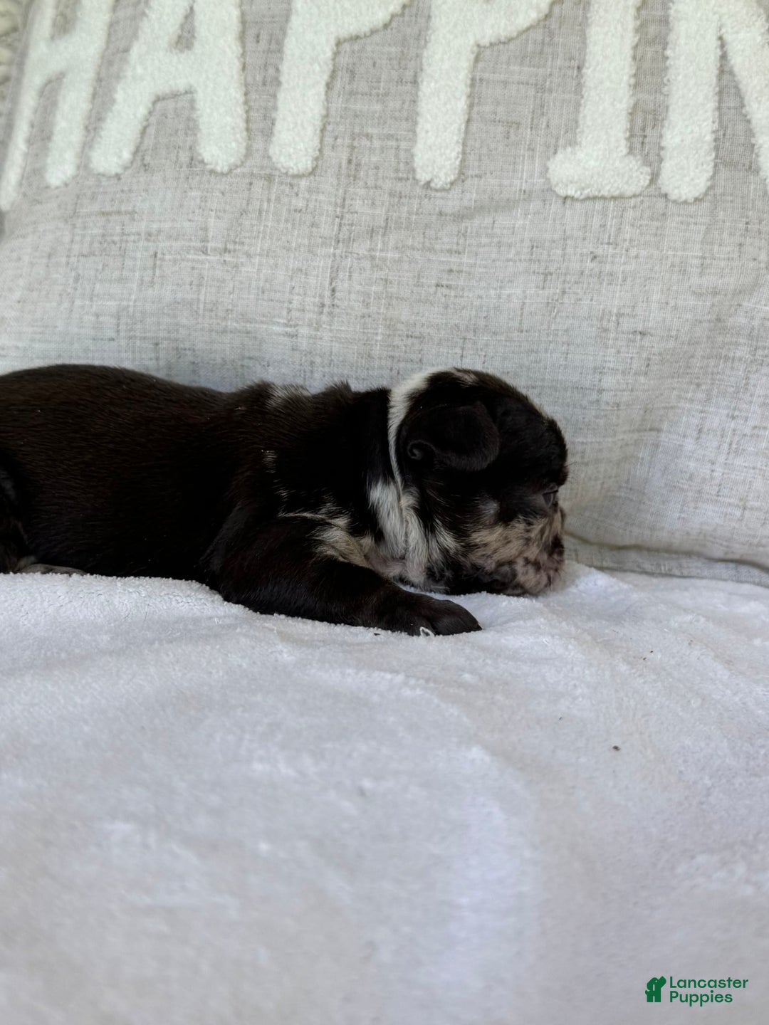 French Bulldog dogs for sale: Hope - Image 3