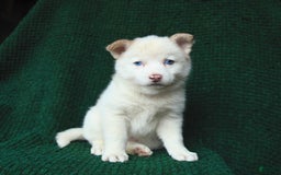 Pomsky dogs for sale: Lemon - Image 10