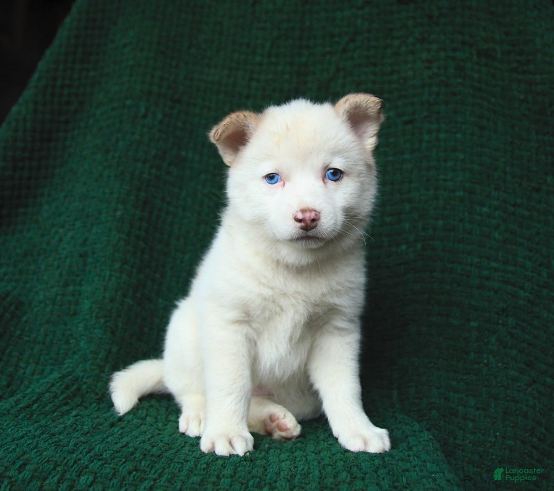 Pomsky dogs for sale: Lemon - Image 10