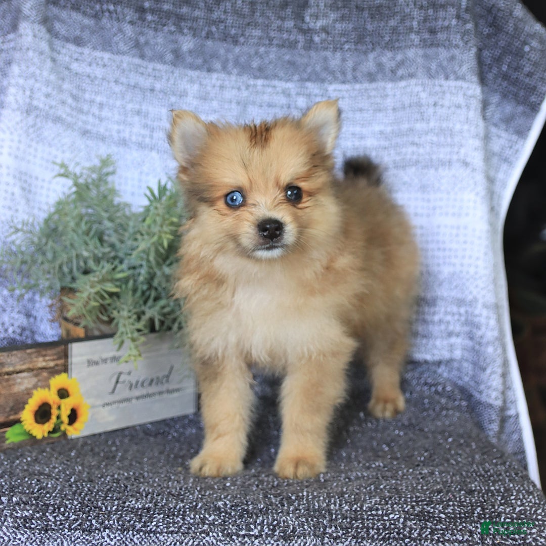 Pomeranian dogs for sale: Diamond - Image 2