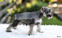 Miniature Schnauzer dogs for sale: Blaze - Image 12