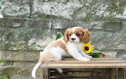 Cavalier King Charles Spaniel dogs for sale: Hunter - Image 6