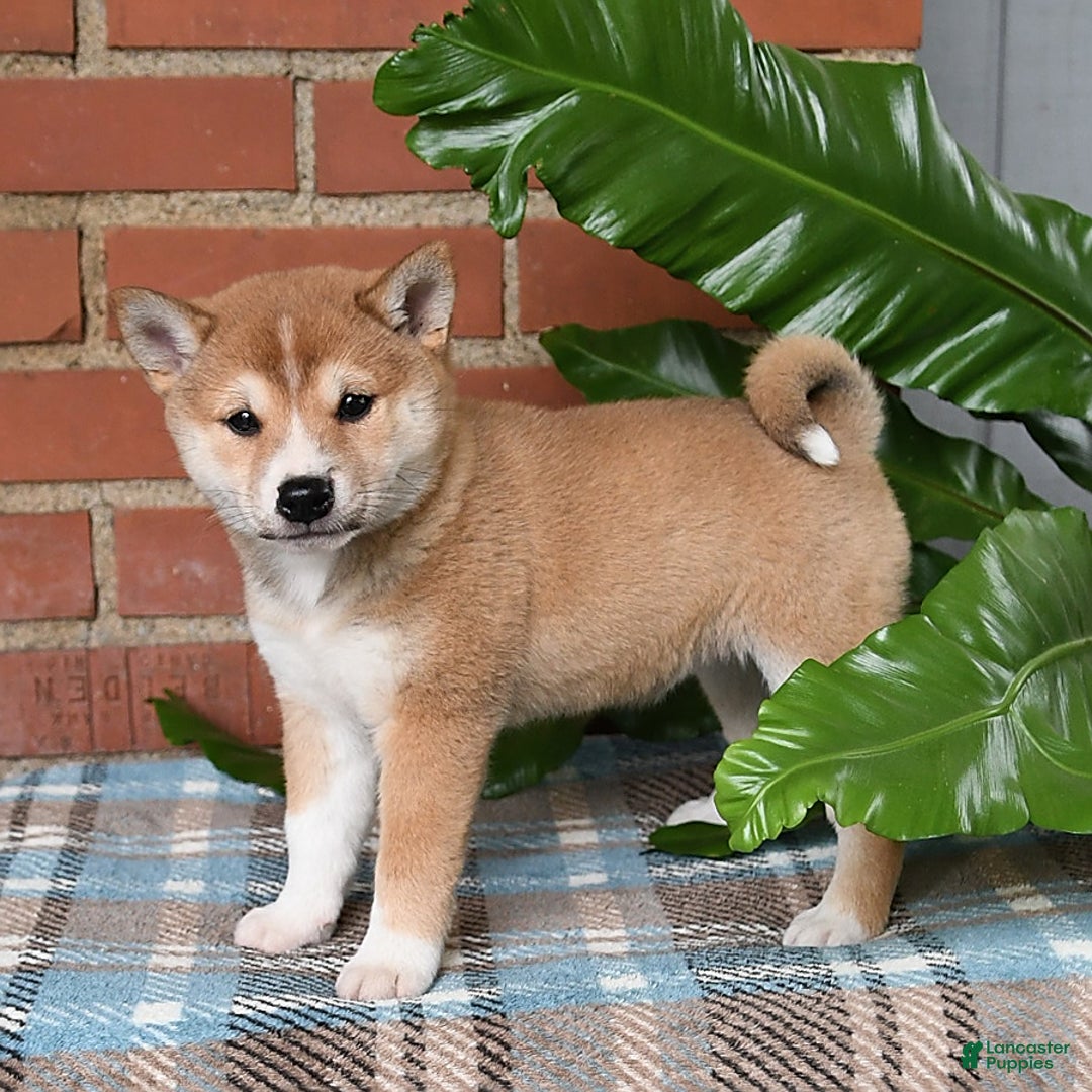 Shiba Inu dogs for sale: Daisy - Image 1