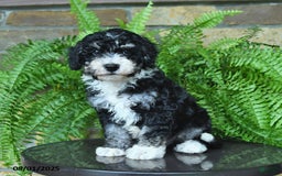 Mini Aussiedoodle dogs for sale: Curly - Image 4