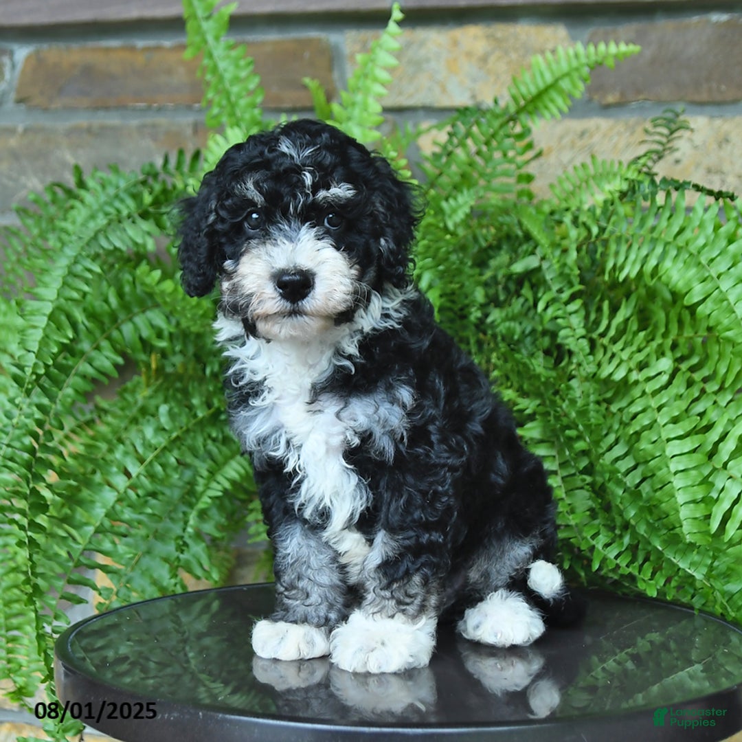 Mini Aussiedoodle dogs for sale: Curly - Image 4