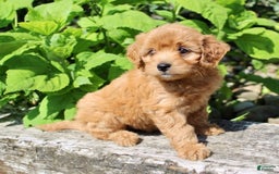 Mini Goldendoodle dogs for sale: Tommy - Image 4