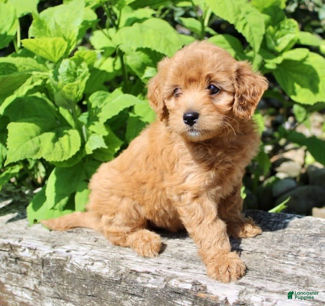 Mini Goldendoodle dogs for sale: Tommy - Image 4