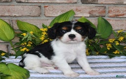 Cavalier King Charles Spaniel dogs for sale: Duke - Image 4