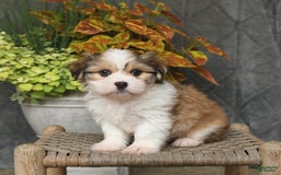Malshi dogs for sale: Roy - Image 1