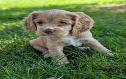 Cocker Spaniel dogs for sale: Sammy - Image 3