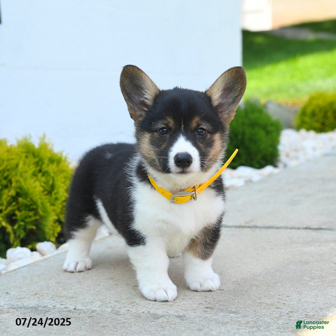 Welsh Corgi Pembroke dogs for sale: Tulip - Image 2