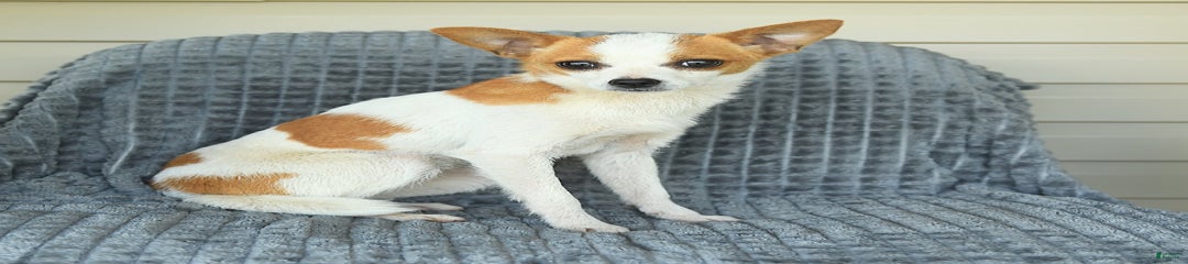Faline