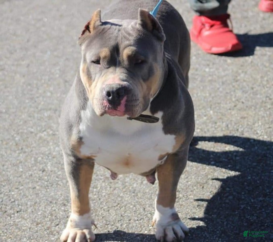 American Bully dogs for sale: Socks - Image 46