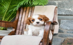 Cavalier King Charles Spaniel dogs for sale: Stacy - Image 1