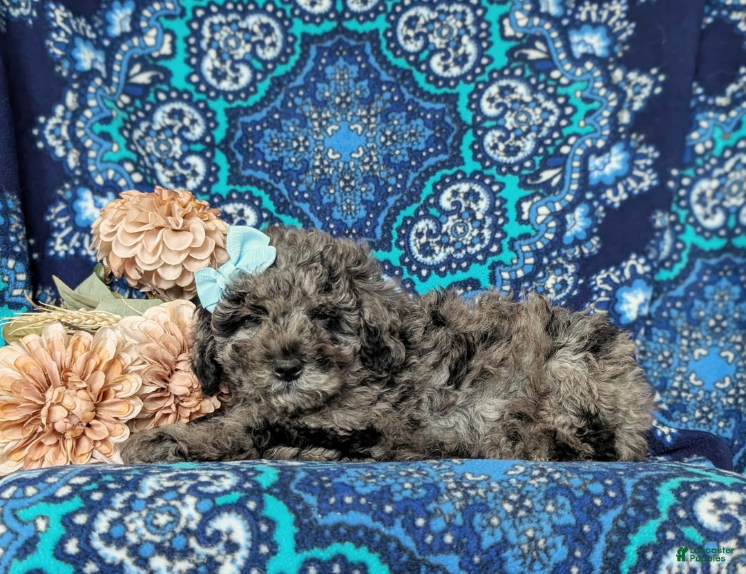 Miniature Poodle dogs for sale: Deidra - Image 3