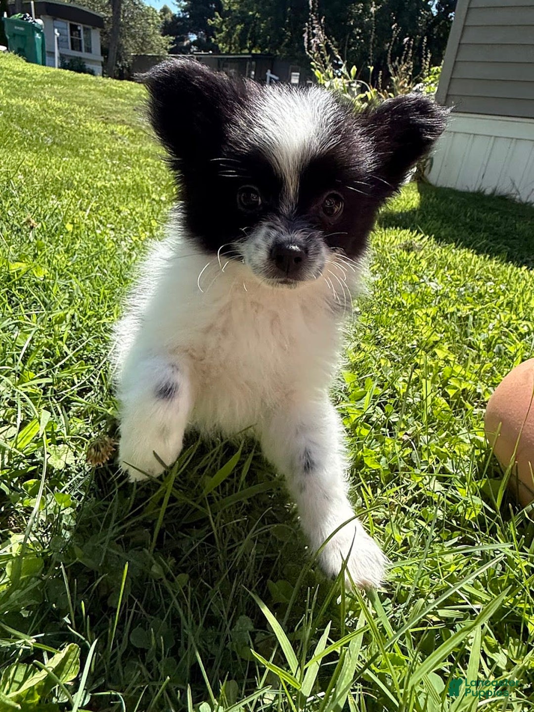 Papillon dogs for sale: Grizzle - Image 6