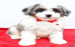 Mini Aussiedoodle dogs for sale: Logan - Image 4