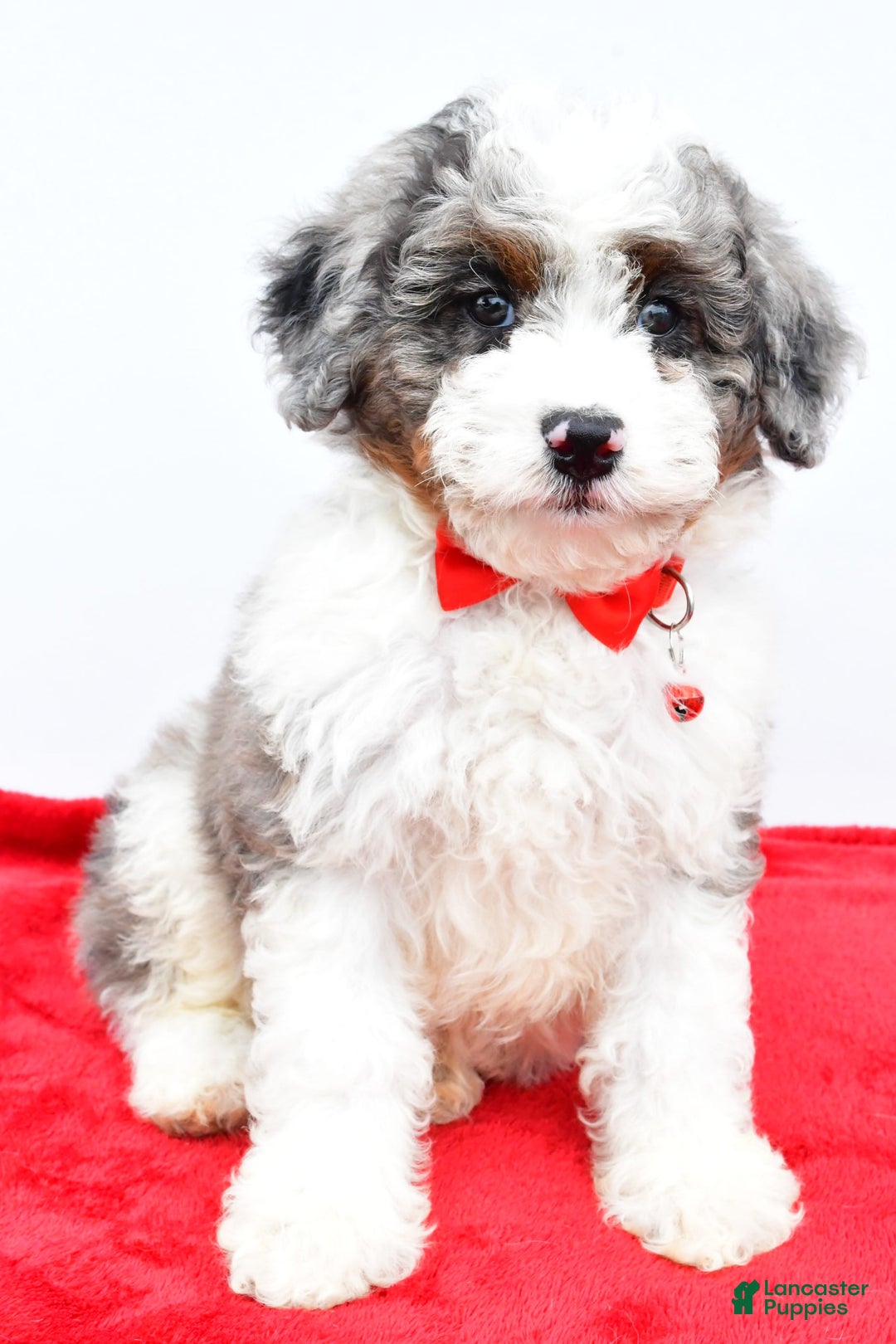 Mini Aussiedoodle dogs for sale: Logan - Image 4