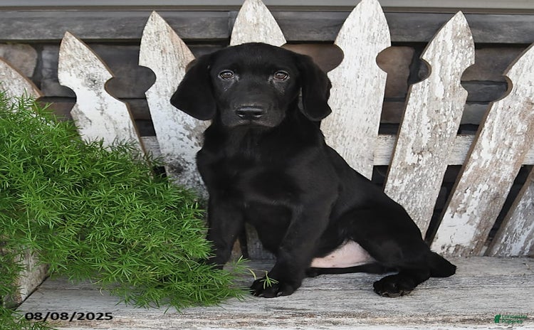 Labrador Retriever dogs for sale - Ad 2