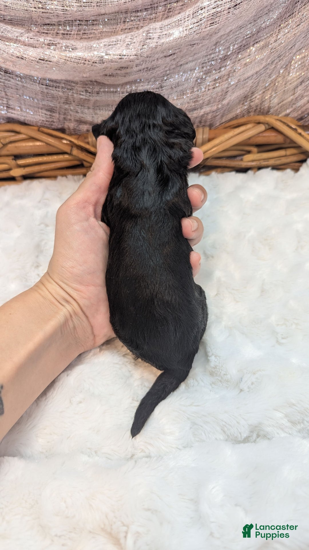 Cockapoo dogs for sale: Miranda - Image 6