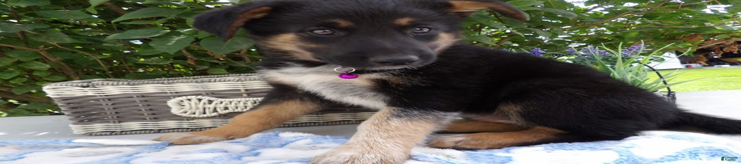 Mika