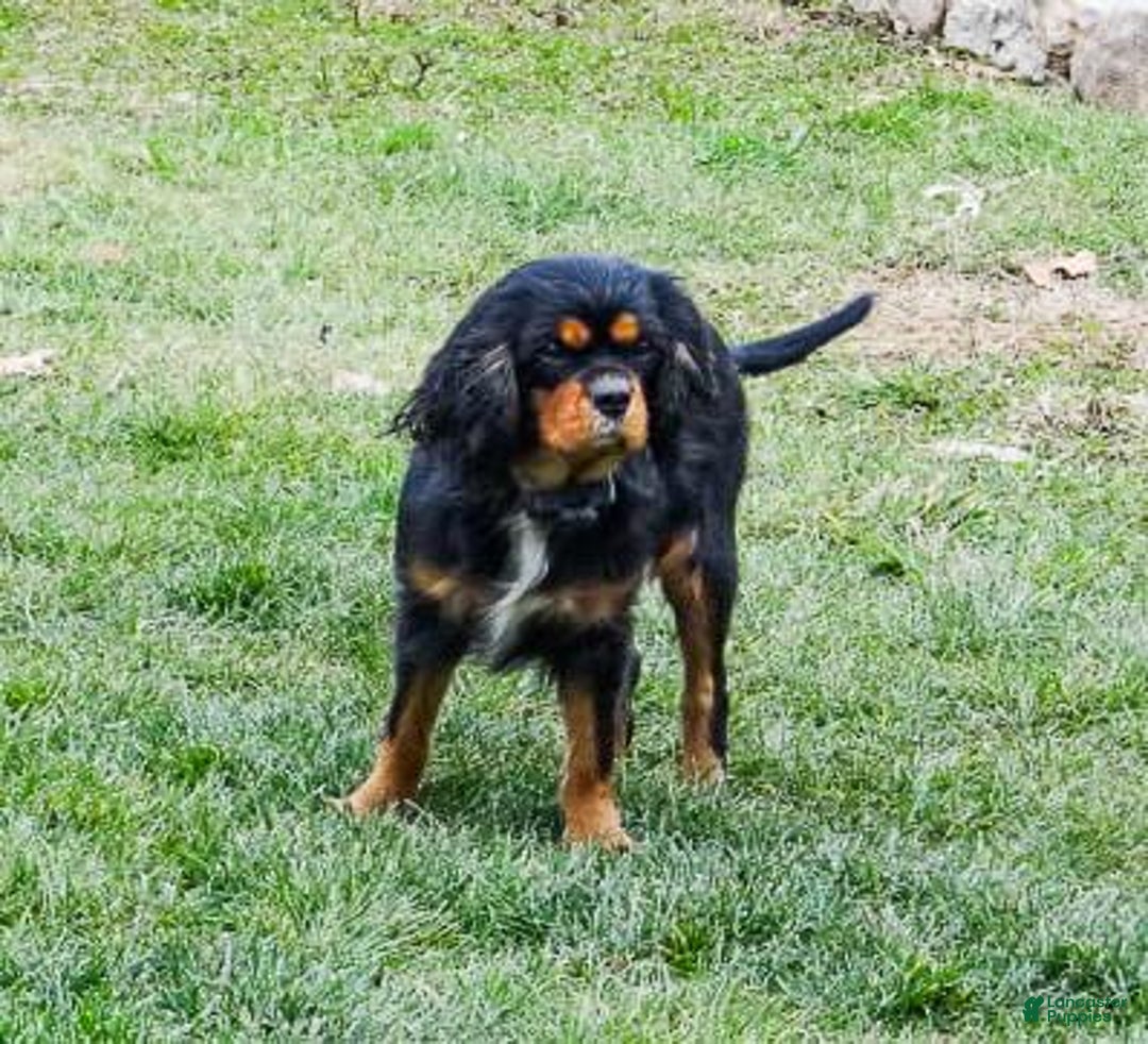 Cavalier King Charles Spaniel dogs for sale: Theo - Image 8