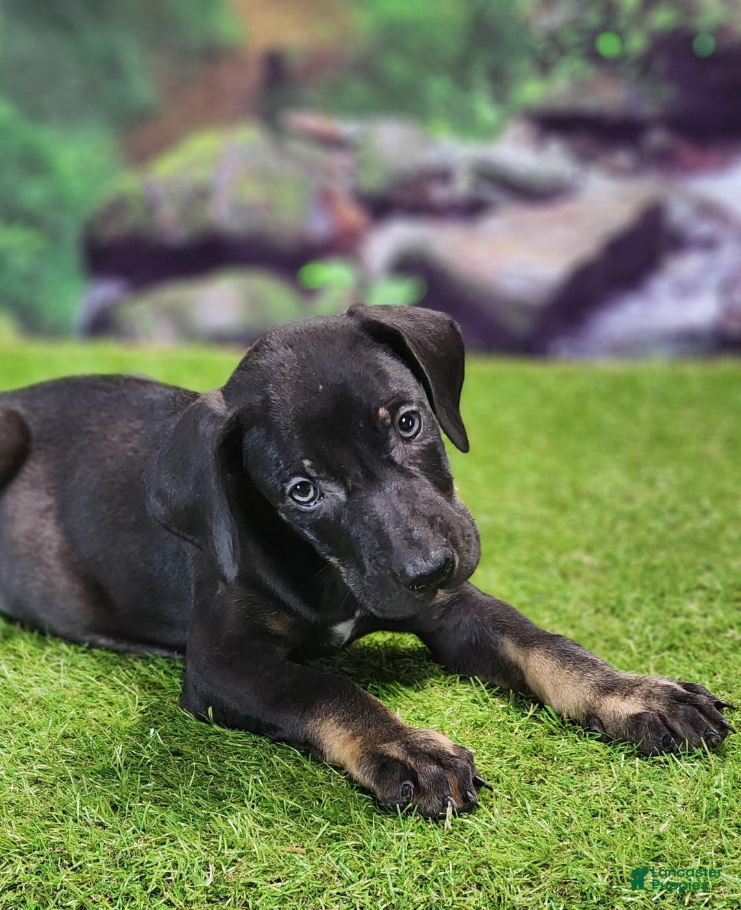 Catahoula Leopard Dog dogs for sale: Jesse 2025 Male 2 - Image 4