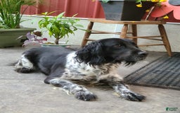 English Springer Spaniel dogs for sale: Eddie - Image 6