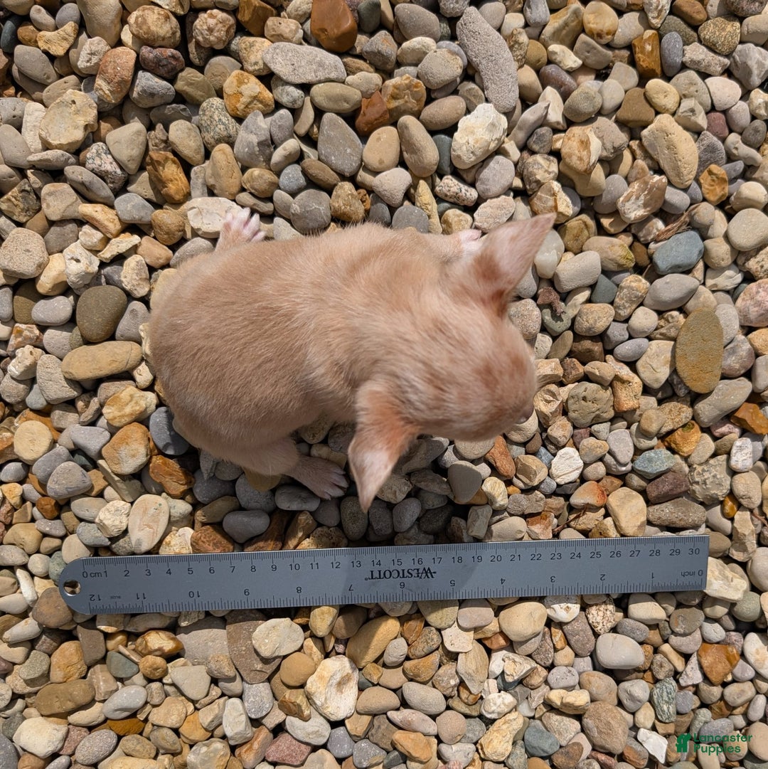 Chihuahua dogs for sale: Chihuahua 5 puppies - Image 14