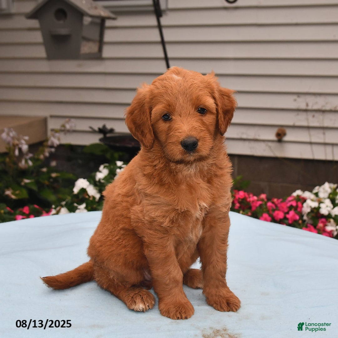 Goldador dogs for sale: Honey - Image 1